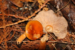 Lactarius subflammeus