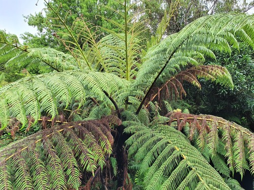Sphaeropteris medullaris, photograph 2