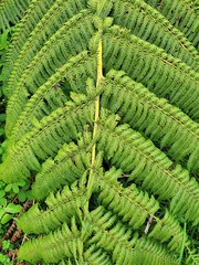 Sphaeropteris medullaris, photograph Ian Armitage, CC BY, iNaturalist via GBIF