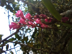 Rodriguezia lanceolata