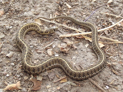 Thamnophis scaliger