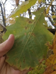 Quercus macrocarpa