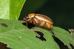Anomala pallida