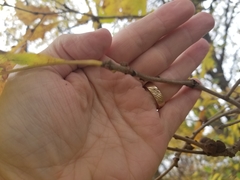 Quercus macrocarpa