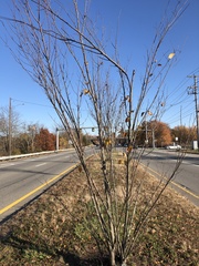 Ulmus
