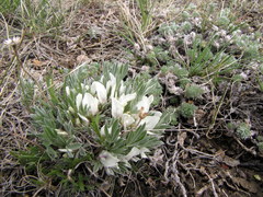 Astragalus gilviflorus