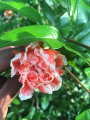 Punica