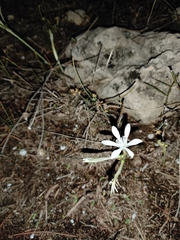 Vagaria parviflora