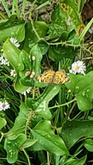 Phyciodes phaon