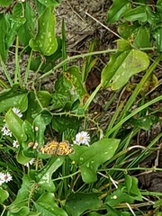 Phyciodes phaon