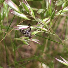 Austrotephritis fuscata