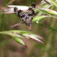 Austrotephritis fuscata