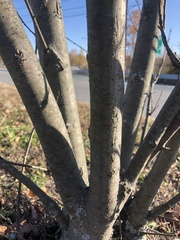 Ulmus