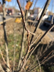 Ulmus