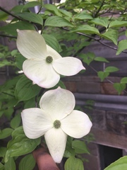 Cornus