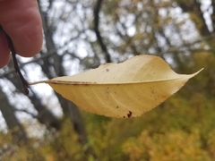 Prunus serotina