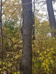 Prunus serotina
