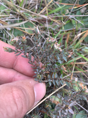 Pimelea oreophila lepta