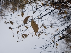 Prunus serotina