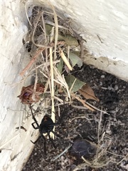 Latrodectus hesperus