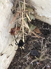 Latrodectus hesperus