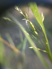 Panicum hallii