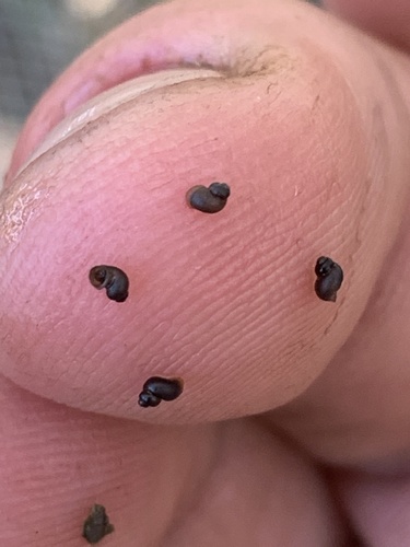 Oasis Valley Springsnail