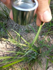 Panicum hallii