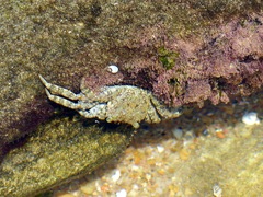 Grapsus fourmanoiri