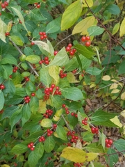 Lonicera maackii