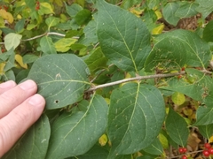 Lonicera maackii