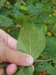 Lonicera maackii