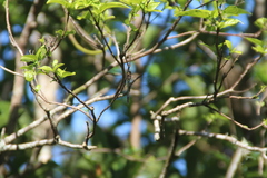 Procordulia irregularis