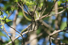 Procordulia irregularis