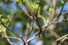 Procordulia irregularis