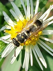 Parancistrocerus minimoferus