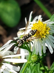 Parancistrocerus minimoferus
