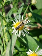 Parancistrocerus minimoferus