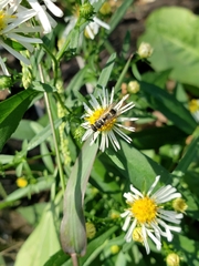 Parancistrocerus minimoferus