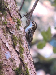 Certhia hodgsoni mandellii