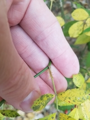 Rosa multiflora