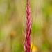 Vulpia ciliata - Photo (c) Valter Jacinto | Portugal, algunos derechos reservados (CC BY-NC-SA)