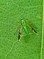 Chrysosoma vittatum