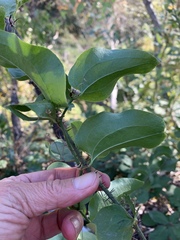 Smilax californica