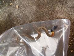 Rhabdophis subminiatus