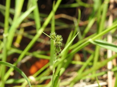 Fuirena umbellata