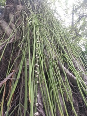 Rhipsalis lindbergiana
