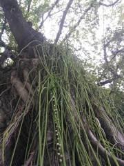Rhipsalis lindbergiana