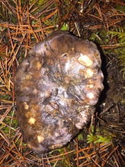 Phellodon fuligineoalbus