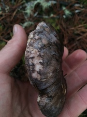 Phellodon fuligineoalbus